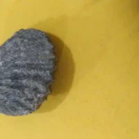 فسیل کامل
