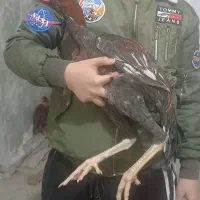 جوجه خروس لاری