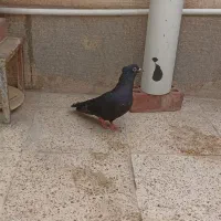 کفتر نر کلاغ گووک