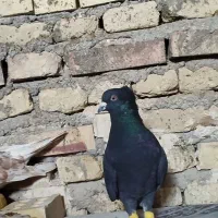 کبوتردمسفید ...سوسنگرد