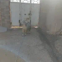 تی بز|حیوانات مزرعه|پاپی, |دیوار