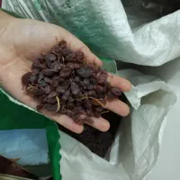 مویز و کشمش کردستان درجه یک