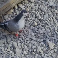 کبوتر خوش رنگ شهری|پرنده|خورموج, |دیوار