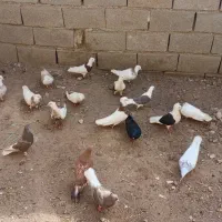 کبوتر