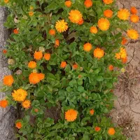 خدمات فضای سبز (باغبانی)