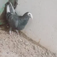 کفتر|پرنده|باخزر, |دیوار