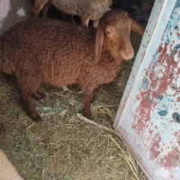 بره نژاد دار دوقلو زا