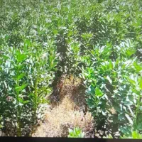 باقالی مازندارنی سبز محلی