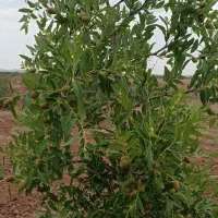 زمین کشاورزی|فروش دفتر صنعتی، کشاورزی، تجاری|بیرجند, |دیوار