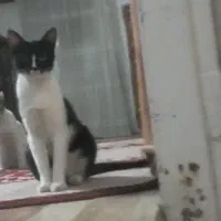 گربه گمشده در صالح آباد.  مژدگانی دریافت کنید