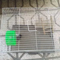 قفس پرنده