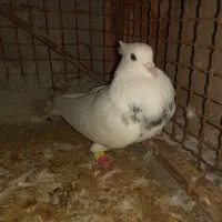 فروش 2عددطوقی نر|پرنده|لامرد, |دیوار