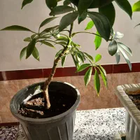 گل پنج برگ|گل و گیاه طبیعی|میاندوآب, |دیوار