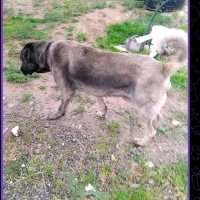 واگذاری سگ سرابی اصیل