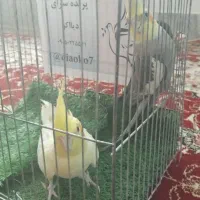 جفت عروس صاف و تمیز و گرینچیک از نسل پایدو قناری