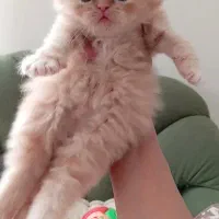 پرشین|گربه|مشهد, سعد آباد|دیوار