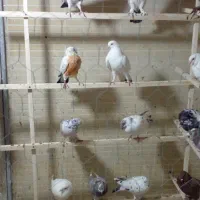 کبوترفروشی تیدی|پرنده|قم, وادی السلام|دیوار