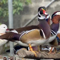 اردک کارولین شکلاتی|حیوانات مزرعه|نوشین شهر, |دیوار