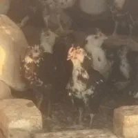 فروش جوجه گلین ۴ماهه ارسال هم دارم