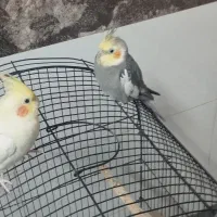 عروس هلندی نر و ماده با قفس