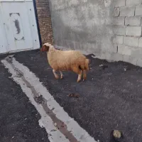 بره|حیوانات مزرعه|گوآور, |دیوار