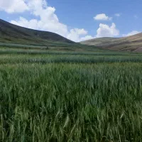 گندم دیم درجه یک یک|عمدهفروشی|خاروانا, |دیوار