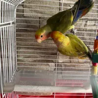 طوطی کوتوله برزیلی جفت