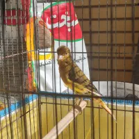 قناری روزگاری|پرنده|شیراز, قلعه نو|دیوار