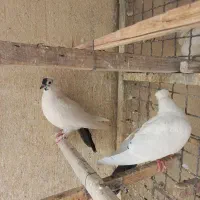 کبوتر دم ذغالی کاکلی|پرنده|تهران, افسریه شمالی|دیوار