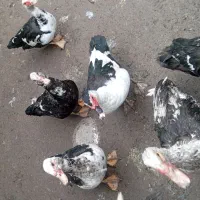 اردک اسرائیلی