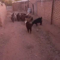 ۳ تا  کره نر دورگ