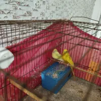 جفت مرغ عشق لیمویی