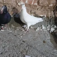 باسلام خدمت دوستان
