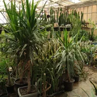 اجاره گلخانه و فروش یکجای گیاهان|اجارهٔ دفتر صنعتی، کشاورزی، تجاری|کرج, نوروزآباد|دیوار