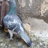 کفتر هوایی و جفتگاه|پرنده|خواف, |دیوار