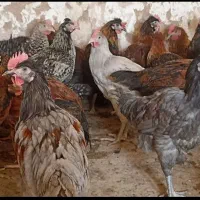 مرغ وخروس محلی