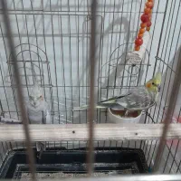 عروس هلندی نرو ماده