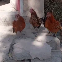 تخم مرغ سبرایت و میناتور|حیوانات مزرعه|دماوند, دماوند|دیوار