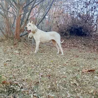 داگو ارژانتینو(دوگو)ماده