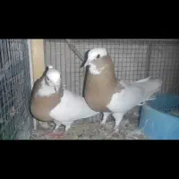 طوقی جفت طوق|پرنده|شیراز, نصر|دیوار