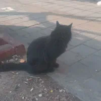 گربه پیدا شده|حیوانات|تهران, جیحون|دیوار