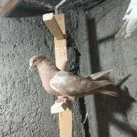 تعدادی پرنده و جفتگاه