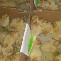 فروش جوجه یکروزه و چند روزه بوقلمون بیوتی۶