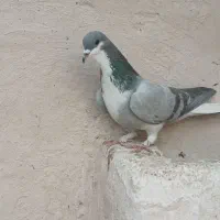 دمگیر|حیوانات|برخوار, |دیوار