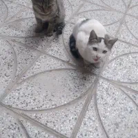 گربه تمیز وخانگی وسالم|گربه|صحنه, |دیوار