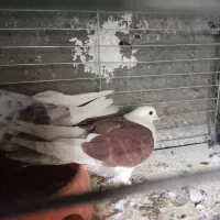 کفتر|پرنده|اصفهان, عمان سامانی|دیوار