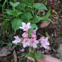 گل وایگیلیا صورتی