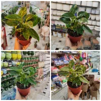 گل فیلودندرون برکین پتوس شامادورا آگلونما زامفیلیا