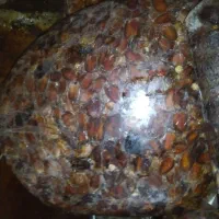 ضایعات خرما 15 تن|عمده‌فروشی|برازجان, |دیوار