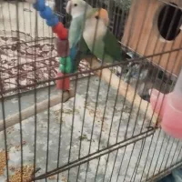 طوطی برزیلی|پرنده|مشگین شهر, |دیوار